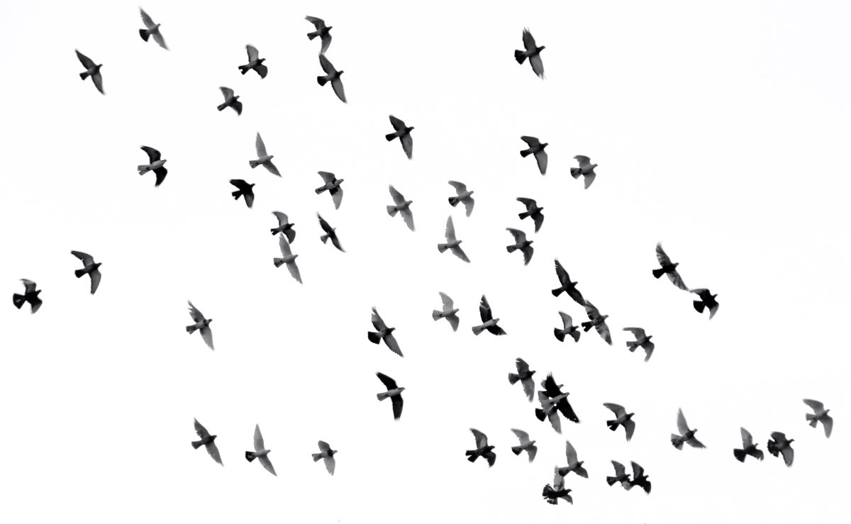 birds.jpg